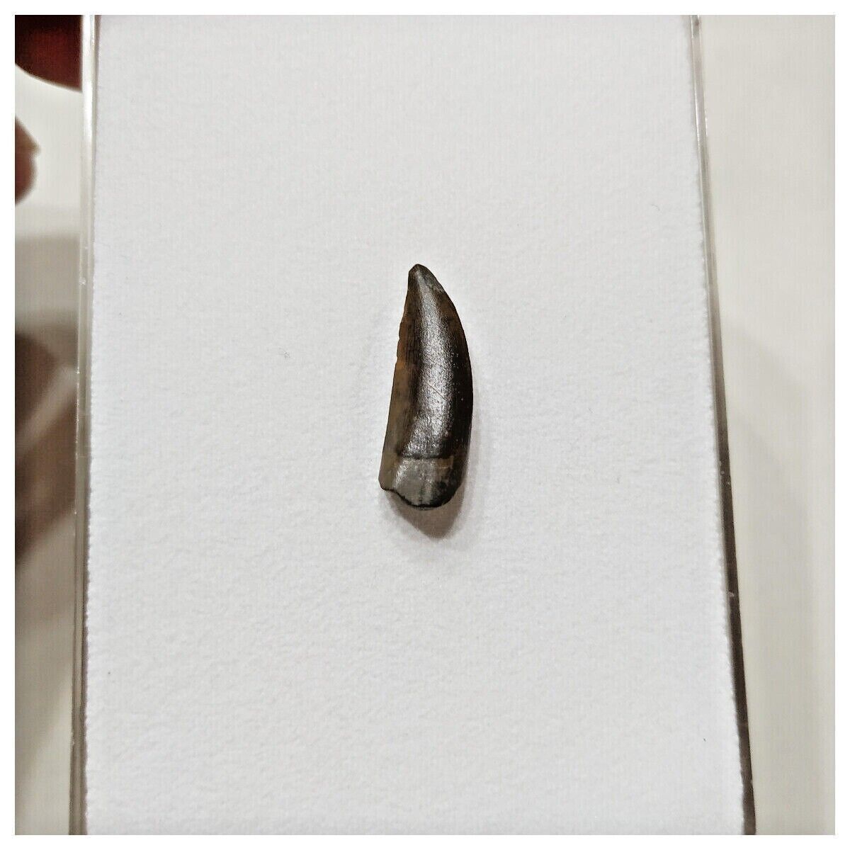 E15 - Kryptops palaios Abelisaurid Theropod Dinosaur Tooth Cretaceous ...