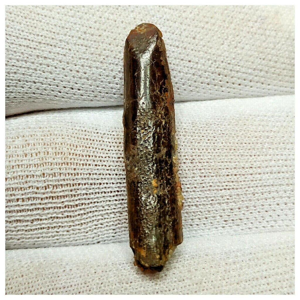 11012 - Great 1.22'' Rebbachisaurus garasbae Diplodocoid Sauropod Dinosaur Tooth