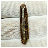 11012 - Great 1.22'' Rebbachisaurus garasbae Diplodocoid Sauropod Dinosaur Tooth