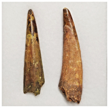 T186 - Set of 2 Large Pterosaur (Coloborhynchus) Teeth Cretaceous KemKem Beds