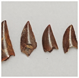 T189 - Set of 5 Finest Abelisaurid Dinosaur Teeth Upper Cretaceous KemKem Beds