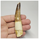 T98 - Nicely Rooted 3.62 Inch Spinosaurus Dinosaur Tooth Cretaceous KemKem Beds