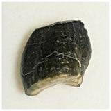 J12 - Spinophorosaurus nigeriensis Sauropod Dinosaur Tooth Jurassic Irhazer Fm