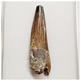 T194 - Finest Grade 2.04'' Red Spinosaurus Dinosaur Tooth Cretaceous KemKem Beds