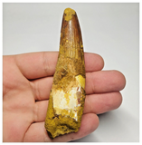 T111 - Nicely Rooted 3.70 Inch Spinosaurus Dinosaur Tooth Cretaceous KemKem Beds