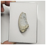 JS145 - Rare Eocarcharia dinops Dinosaur Tooth Cretaceous Elrhaz Fm Tenere Desert