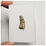 T165 - Rare Afrovenator abakensis Megalosaurid Dinosaur Tooth Jurassic Tiouraren Fm