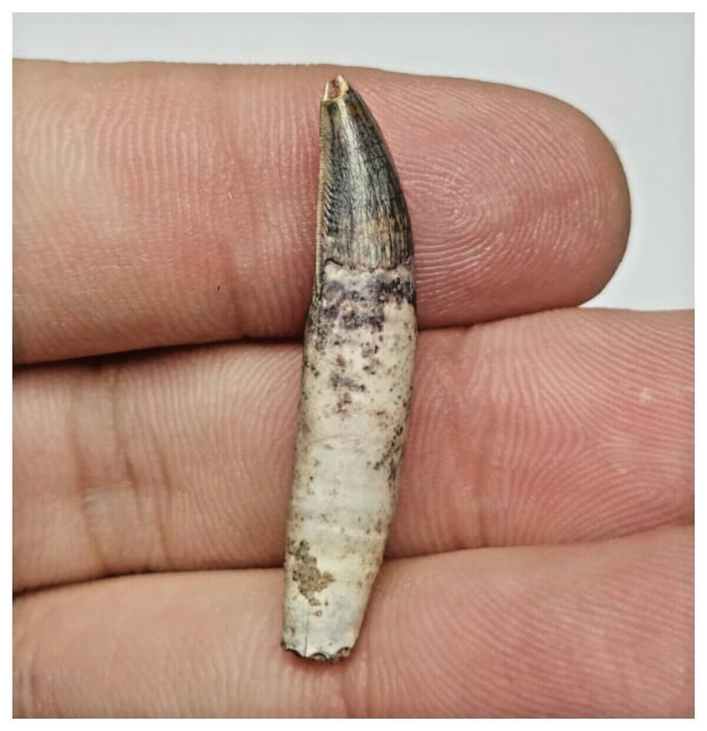 T34 - Unique Rare Rooted Undescribed Theropod Dinosaur Tooth Jurassic Tiouraren Fm