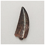 T106 - Finest Grade 1.06 Inch Abelisaurid Dinosaur Tooth Upper Cretaceous KemKem