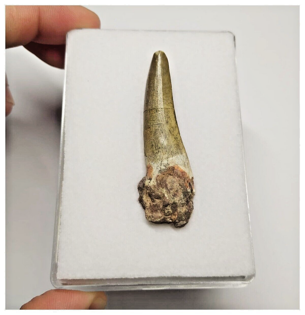 T23 - Rare Suchomimus tenerensis Dinosaur Tooth Lower Cretaceous Elrhaz Fm