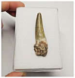 T23 - Rare Suchomimus tenerensis Dinosaur Tooth Lower Cretaceous Elrhaz Fm