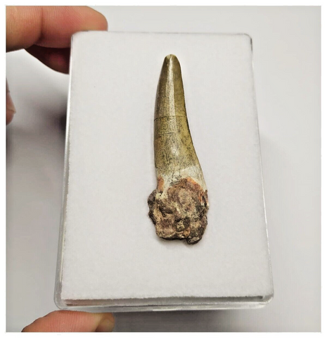 T23 - Rare Suchomimus tenerensis Dinosaur Tooth Lower Cretaceous Elrhaz Fm