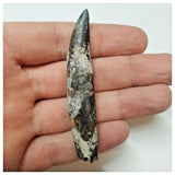 W7 - Rare Rooted Suchomimus tenerensis Dinosaur Tooth Lower Cretaceous Elrhaz Fm