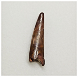 T170 - Nicely Preserved Pterosaur (Coloborhynchus) Tooth Cretaceous KemKem Beds