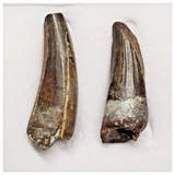 T210 - Set of 2 Suchomimus tenerensis Dinosaur Teeth Lower Cretaceous Elrhaz Fm
