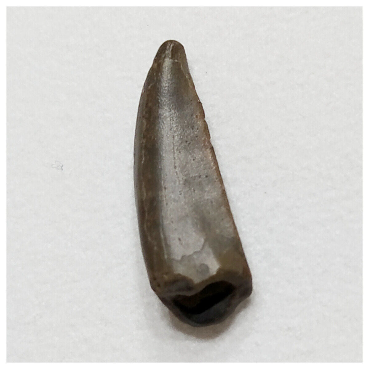 E15 - Kryptops palaios Abelisaurid Theropod Dinosaur Tooth Cretaceous ...