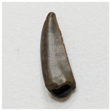 E15 - Kryptops palaios Abelisaurid Theropod Dinosaur Tooth Cretaceous Elrhaz Fm