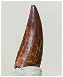 G56 - Finest 1.14'' Carcharodontosaurus Dinosaur Premaxillary Tooth Cretaceous