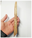 T253 - Exceedingly Rare 8.42'' Cretaceous Azhdarchid Pterosaur Dentary Bone KemKem