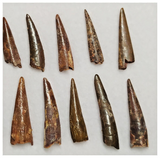 T203 - Set of 14 Nice Pterosaur (Coloborhynchus) Teeth Cretaceous KemKem Beds
