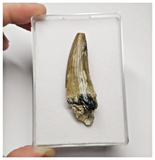 T16 - Rare Suchomimus tenerensis Dinosaur Tooth Lower Cretaceous Elrhaz Fm