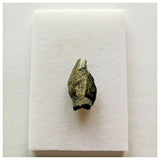 J36 - Top Rare Unidentified Basal Sauropod Dinosaur Tooth Jurassic Tenere Desert