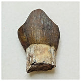 JS3 - Top Rare Jobaria tiguidensis Sauropod Dinosaur Tooth Jurassic Tiouraren Fm