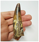 T56 - Amazing Rooted 3.89 Inch Spinosaurus Dinosaur Tooth Cretaceous KemKem Beds