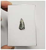 T175 - Kryptops palaios Abelisaurid Theropod Dinosaur Tooth Cretaceous Elrhaz Fm