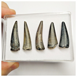 T225 - Set of 5 Sarcosuchus imperator Crocodile Teeth Lower Cretaceous Elrhaz Fm