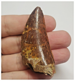 T77 - Serrated 2.20 Inch Carcharodontosaurus Dinosaur Tooth - Cretaceous KemKem