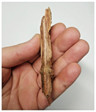 T269 - Exceedingly Rare 3.54'' Cretaceous Azhdarchid Pterosaur Dentary Bone KemKem