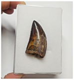 T74 - Finest Grade Black Carcharodontosaurus Dinosaur Tooth - Cretaceous KemKem