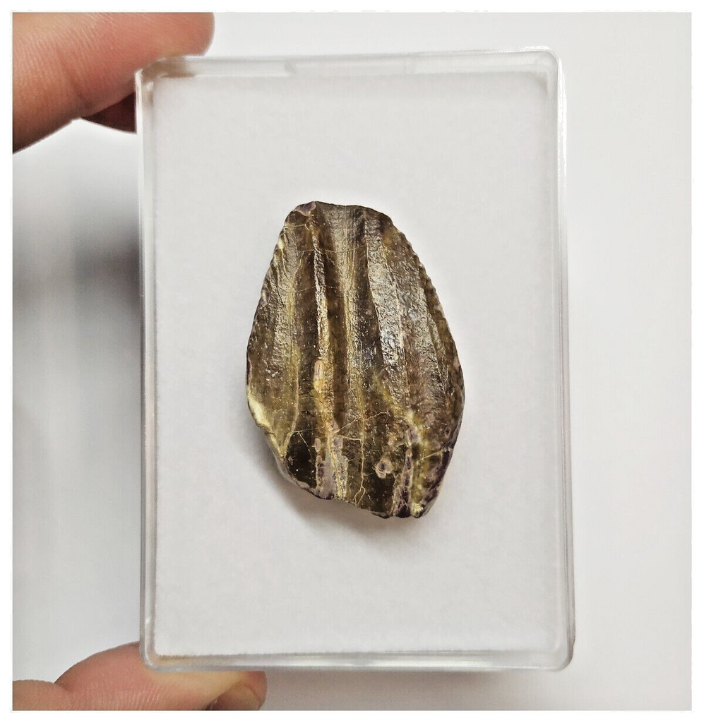 T41 -Exceedingly Rare Unidentified Basal Iguanodontian Dinosaur Tooth - Cretaceous Elrhaz Fm