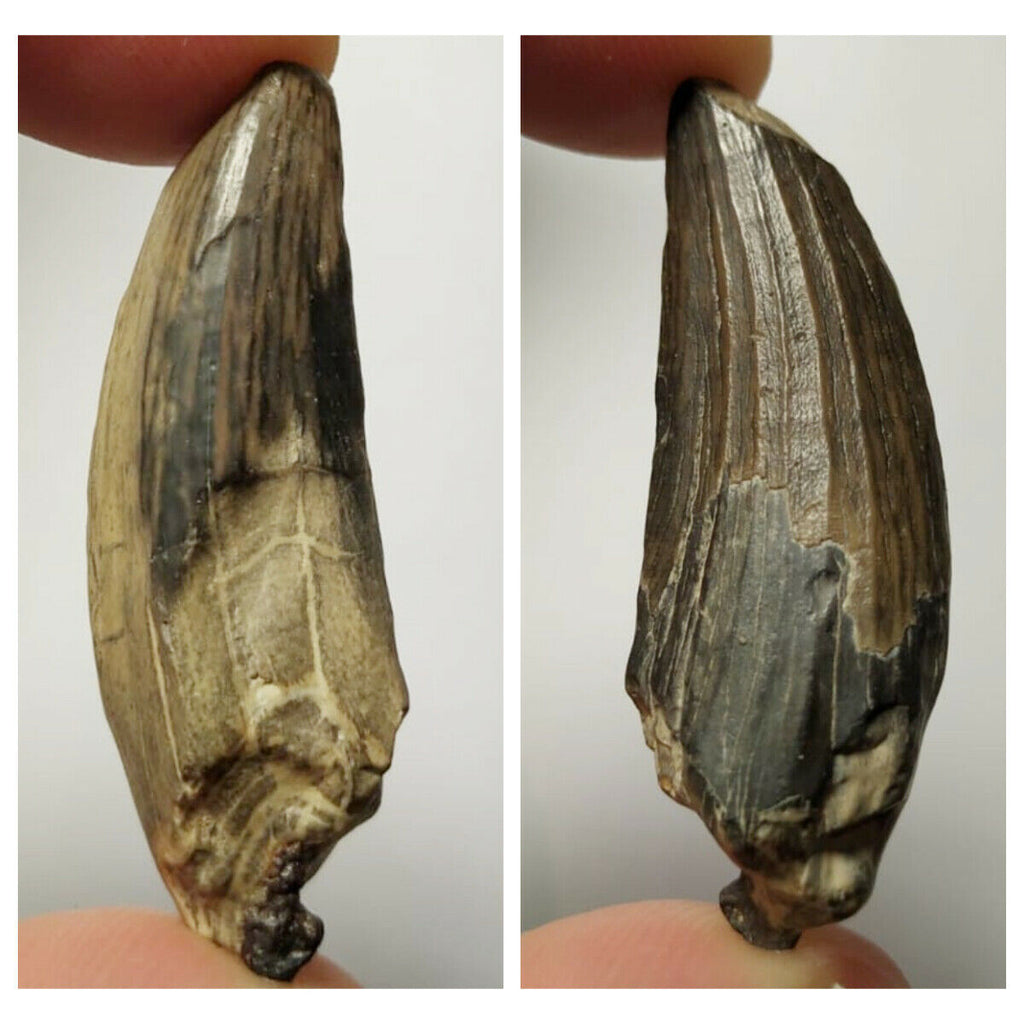 Sarcosuchus + Suchomimus Teeth Lower Cretaceous Erlhaz Fm Niger + Furca + Ampyx + Bavarilla - 143972413005