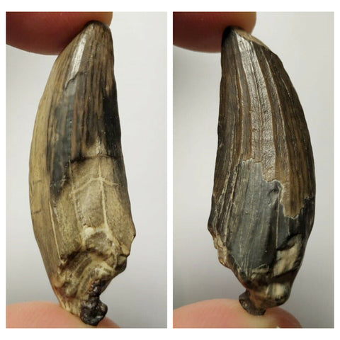 Sarcosuchus + Suchomimus Teeth Lower Cretaceous Erlhaz Fm Niger + Furca + Ampyx + Bavarilla - 143972413005