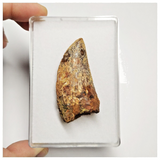 T190 - Serrated 2.04 Inch Carcharodontosaurus Dinosaur Tooth - Cretaceous KemKem