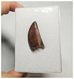 T75 - Finest Grade Dark Carcharodontosaurus Dinosaur Tooth - Cretaceous KemKem