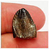 JS46- Spinophorosaurus nigeriensis Sauropod Dinosaur Tooth Jurassic Irhazer Fm