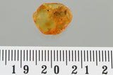 J55 - Great WINGED ANT & FLY Fossil Inclusion Genuine BALTIC AMBER + HQ Picture