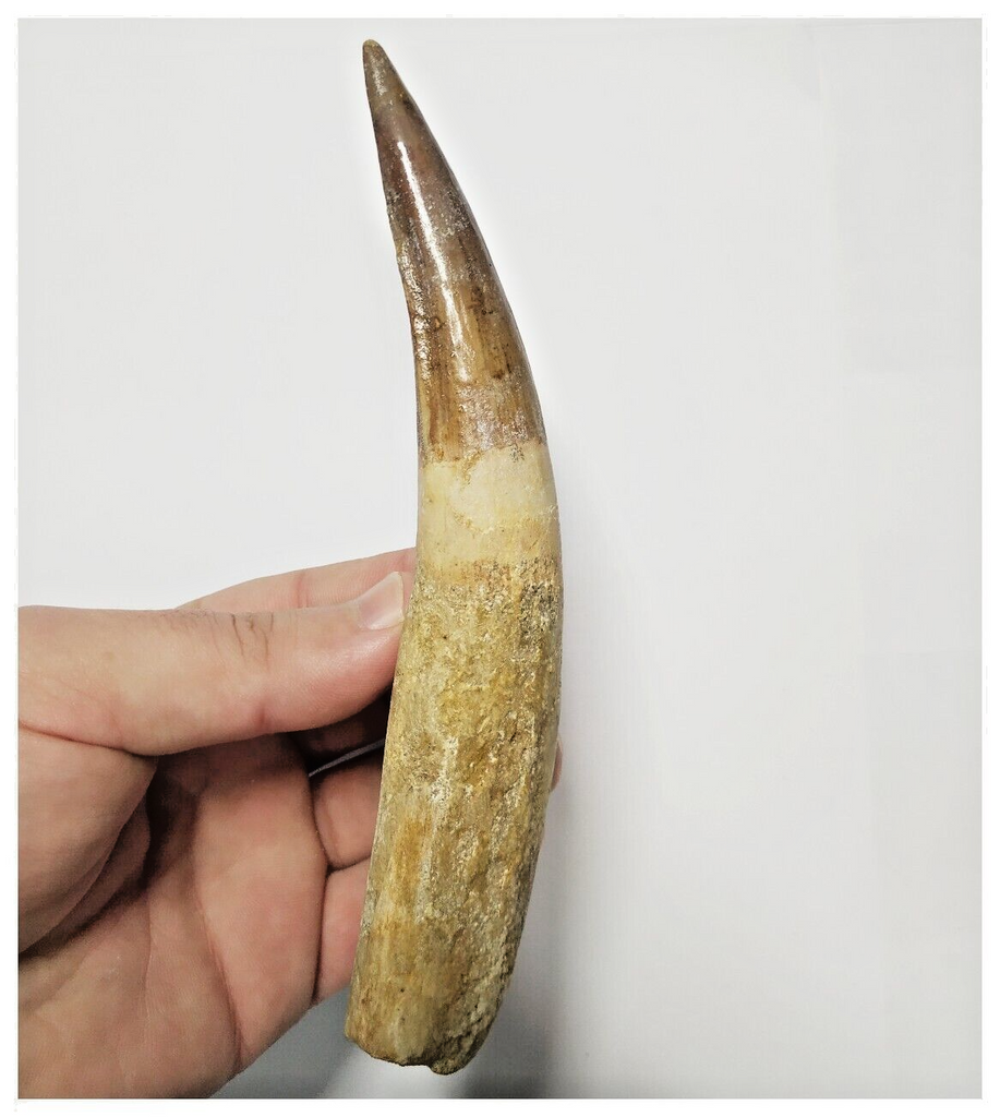 T137 - Huge Restored 6.18 Inch Spinosaurus Dinosaur Tooth Cretaceous KemKem Beds