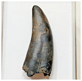 E3- Rare Eocarcharia dinops Dinosaur Tooth - Cretaceous Elrhaz Fm Tenere Desert