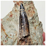 F23 - Unusual 1.92'' Spinosaurus Dinosaur Tooth in Matrix Upper Cretaceous Talsint