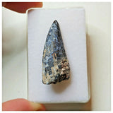 S40 - Exceedingly Rare Suchomimus tenerensis Dinosaur Tooth - Elrhaz Fm - Niger