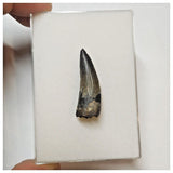 W11 - Rare Suchomimus tenerensis Dinosaur Tooth Lower Cretaceous Elrhaz Fm