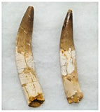 G48 - Amazing Set of 2 Rooted Spinosaurus Dinosaur Teeth Upper Cretaceous KemKem