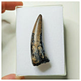 S20 - Sarcosuchus imperator Crocodile Tooth - Cretaceous Elrhaz Fm Tenere Desert