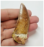 T61 - Serrated 2.83 Inch Carcharodontosaurus Dinosaur Tooth - Cretaceous KemKem