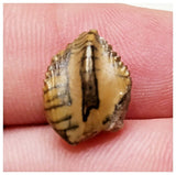 E9 - Exceedingly rare Elrhazosaurus Basal Iguanodontian Dinosaur Tooth - Cretaceous Elrhaz Fm