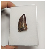 T83 - Finest Grade Dark Carcharodontosaurus Dinosaur Tooth - Cretaceous KemKem